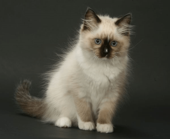 Кошка Регдолл с белыми отметинами